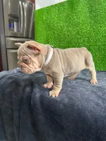 Mr, V , a male French Bulldog for sale in Miami, FL – Photo 2 of 6