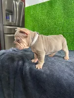 Mr, V , a male French Bulldog for sale in Miami, FL – Photo 3 of 6