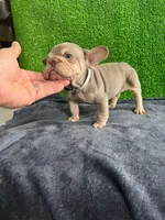 Mr, V , a male French Bulldog for sale in Miami, FL – Photo 5 of 6