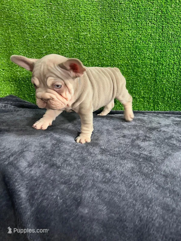 Mr, V  – French Bulldog puppy for sale in Miami, FL
