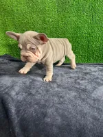 Mr, V , a male French Bulldog for sale in Miami, FL – Photo 1 of 6