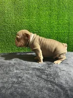 Mr, V , a male French Bulldog for sale in Miami, FL – Photo 6 of 6