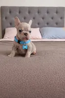 Bernard , a male French Bulldog for sale in Miami, FL – Photo 3 of 3