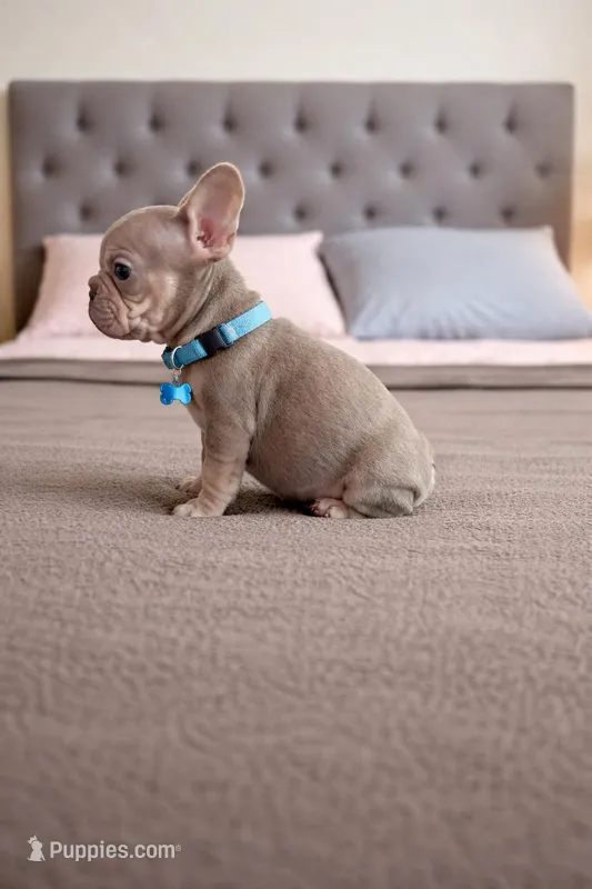 Bernard  – French Bulldog puppy for sale in Miami, FL