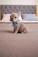 Bernard , a male French Bulldog for sale in Miami, FL – Photo 2 of 3