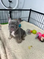 Leo , a male French Bulldog for sale in Miami, FL – 6 of 8