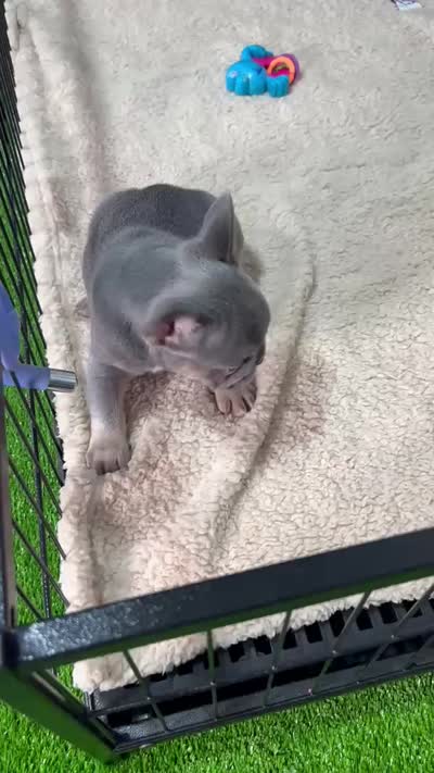 Leo , a male French Bulldog for sale in Miami, FL – 7 of 8