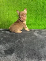 Milo , a male French Bulldog for sale in Miami, FL – Photo 1 of 5