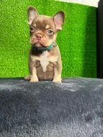 Milo , a male French Bulldog for sale in Miami, FL – Photo 4 of 5