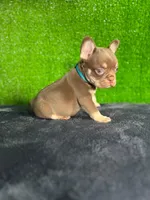 Milo , a male French Bulldog for sale in Miami, FL – Photo 2 of 5