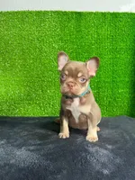 Milo , a male French Bulldog for sale in Miami, FL – Photo 5 of 5