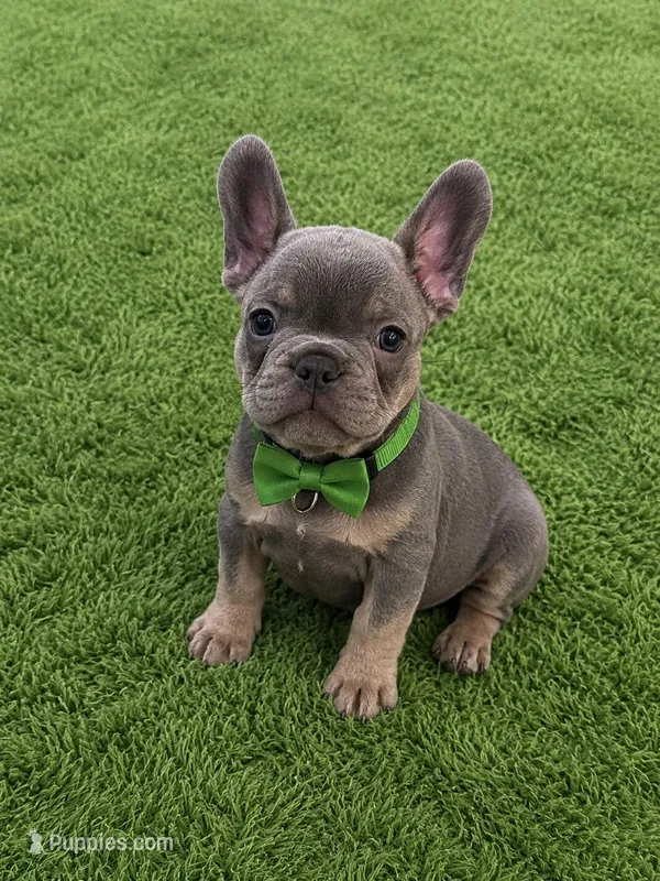 Simon  – French Bulldog puppy for sale in Miami, FL