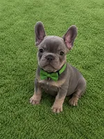 Simon , a male French Bulldog for sale in Miami, FL – 1 of 4