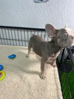 Max , a male French Bulldog for sale in Miami, FL – 5 of 5