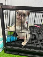 Sanson , a male French Bulldog for sale in Miami, FL – 3 of 4