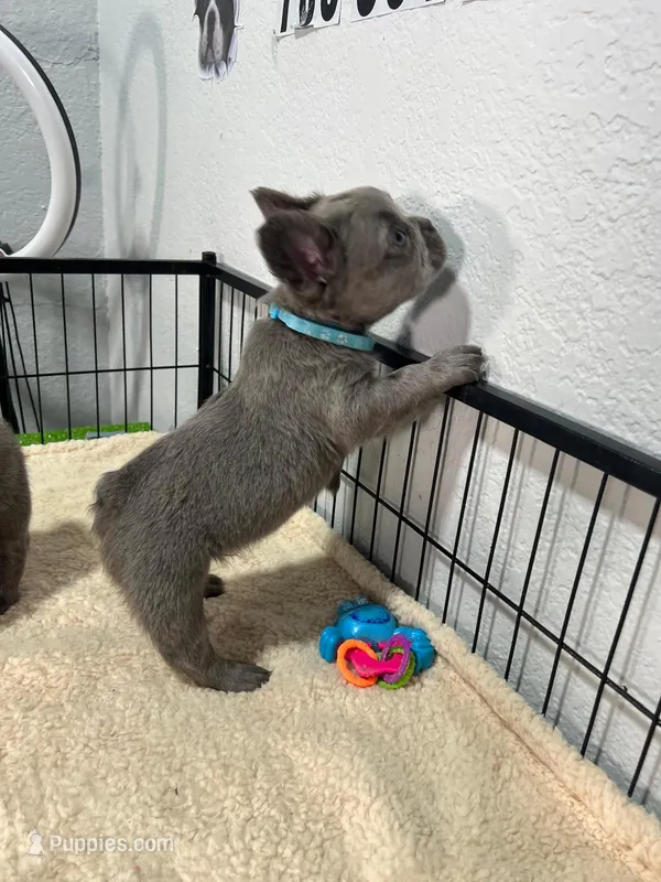 Tito  – French Bulldog puppy for sale in Miami, FL