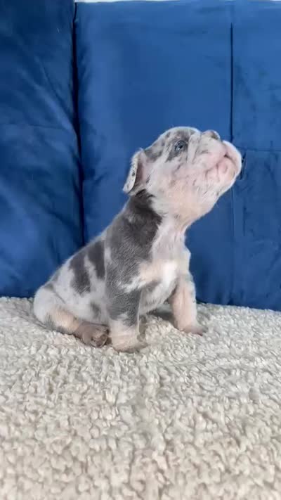 Bruno , a male French Bulldog for sale in Miami, FL – 6 of 6