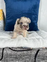 Bear , a male French Bulldog for sale in Miami, FL – 7 of 10