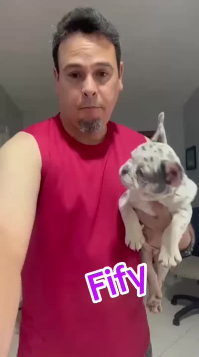 Fifi , a female French Bulldog for sale in Miami, FL – 5 of 5