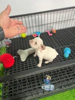 Zira , a female French Bulldog for sale in Miami, FL – 6 of 6