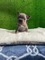 Waldo , a male French Bulldog for sale in Miami, FL – 2 of 8