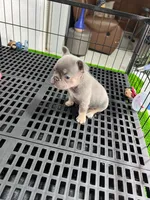 Mila , a female French Bulldog for sale in Miami, FL – 4 of 6
