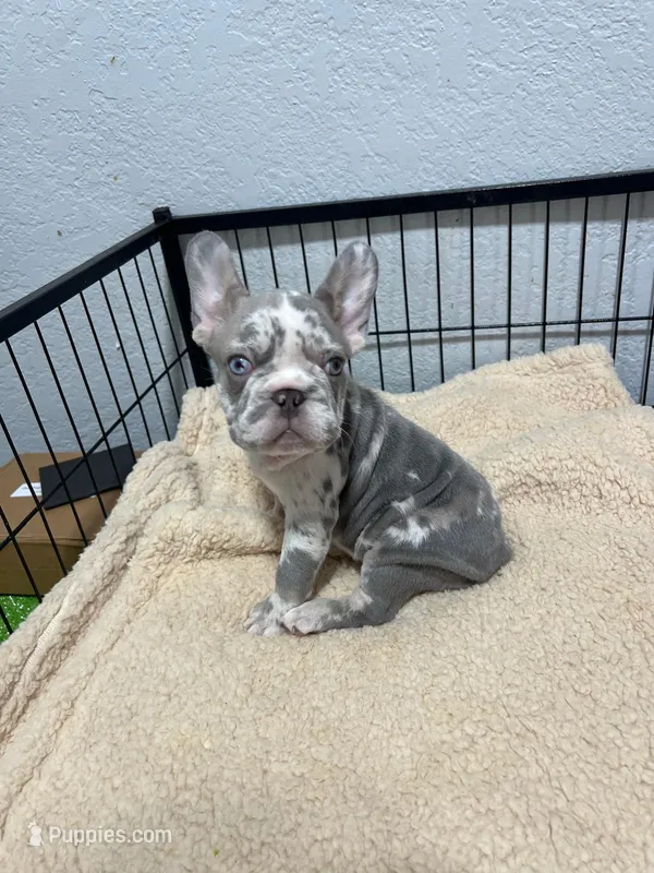 Allegra  – French Bulldog puppy for sale in Miami, FL