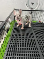 Fifi , a female French Bulldog for sale in Miami, FL – 4 of 5