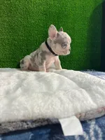 Filo , a male French Bulldog for sale in Miami, FL – 6 of 10