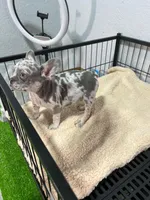 Lilo , a male French Bulldog for sale in Miami, FL – 3 of 5