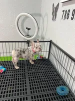 Fifi , a female French Bulldog for sale in Miami, FL – 3 of 5
