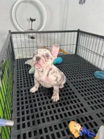Miel , a female French Bulldog for sale in Miami, FL – 6 of 9