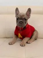 Rubén , a male French Bulldog for sale in Miami, FL – 2 of 4