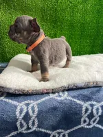 Waldo , a male French Bulldog for sale in Miami, FL – 7 of 8