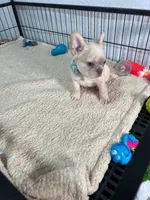 Mashmellow , a female French Bulldog for sale in Miami, FL – 8 of 10