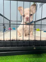 Snow , a male French Bulldog for sale in Miami, FL – 3 of 8