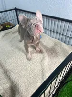 Max , a male French Bulldog for sale in Miami, FL – 4 of 5