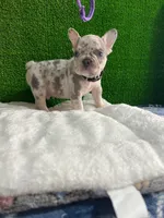 Filo , a male French Bulldog for sale in Miami, FL – 7 of 10
