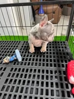Siro , a male French Bulldog for sale in Miami, FL – 3 of 9