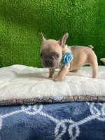 Shirley , a male French Bulldog for sale in Miami, FL – 4 of 10