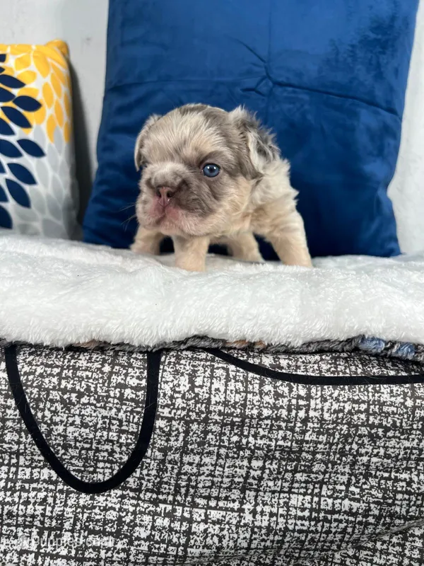Bear  – French Bulldog puppy on hold in Miami, FL