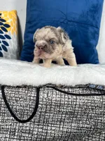 Bear , a male French Bulldog for sale in Miami, FL – 1 of 10