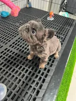 Ava , a female French Bulldog for sale in Miami, FL – 4 of 5