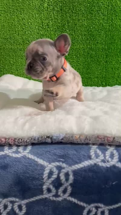 Siro , a male French Bulldog for sale in Miami, FL – 10 of 10