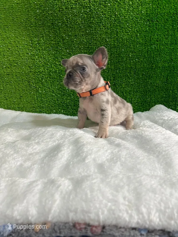 Siro  – French Bulldog puppy for sale in Miami, FL
