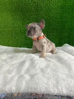 Siro , a male French Bulldog for sale in Miami, FL – 1 of 10