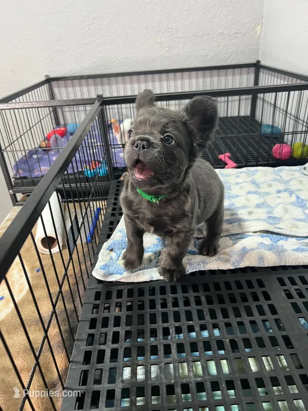 Benji  – French Bulldog puppy for sale in Miami, FL