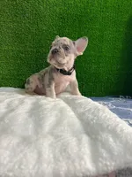 Filo , a male French Bulldog for sale in Miami, FL – 3 of 10