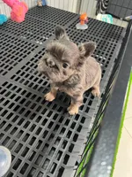 Ava , a female French Bulldog for sale in Miami, FL – 3 of 5