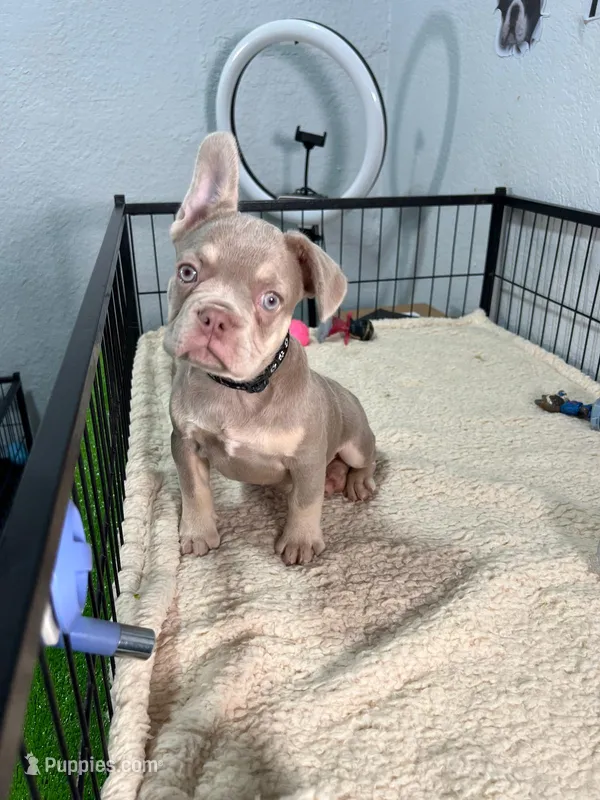 Oliver  – French Bulldog puppy for sale in Miami, FL